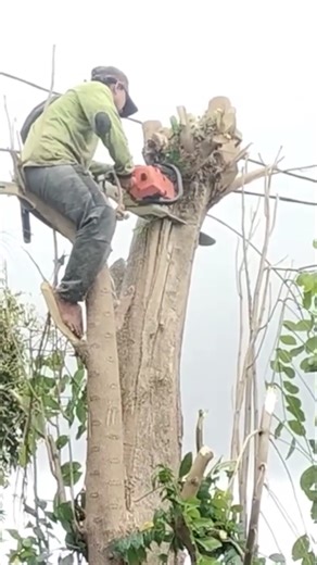 Woodworking project skill technique for cutting a tree wrapped in cable #shorts #woodworking