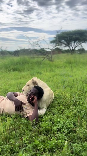 Walking with Lions in Tanzania | Serval Wildlife Experience