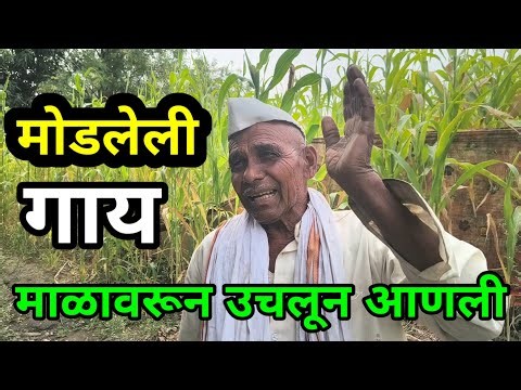 डोंगरावर मोडलेली गाय खांद्यावर उचलून आपल्या घरी आणणारा पैलवान । गावगाडा Exclusive Interview 💪 🐄