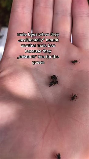 Male Bee Behavior in the Wild: Insights from Drone Mating