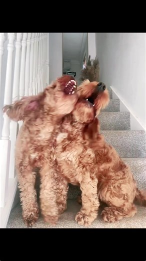 I only wanted a cute picture of them both !! But nope Miss Luna Bell wouldn’t let it happened hahahaha #cockapoo