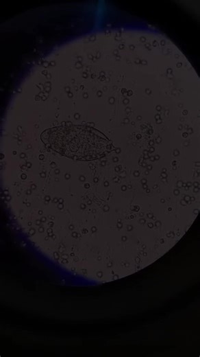 Identifying Organisms in Microbiology Lab Techniques