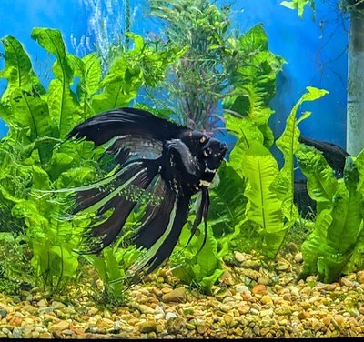 Live Angelfish Juvenile Super Veil Angel Marble | eBay