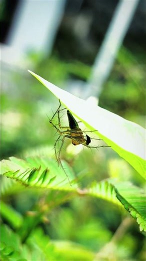 laba-laba lyinx... #serangga #labalaba #alam #nature #insects #wildlife #ytshorts