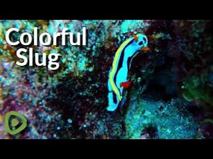 Colorful sea slug is one of thousands of tiny but beautiful underwater sights