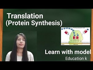 #Translation process #molecularbasisofinheritance