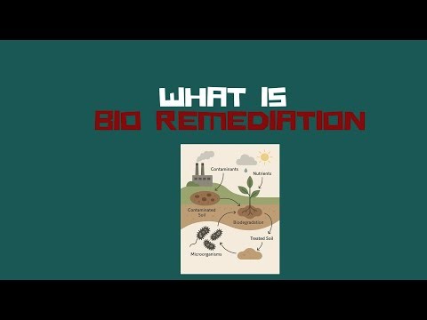 Bioremediation Explained| Environment & UPSC Topic
