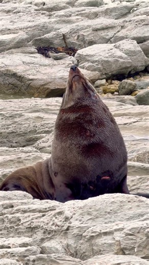 Cute Sea Lion | New Zealand 🦭🇳🇿