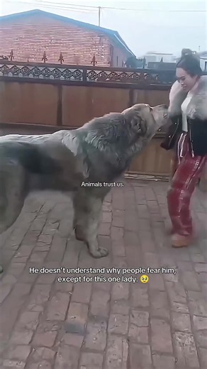 Emotional Dogs Moments Compilation — Tear‑jerking Cute Animal Clips