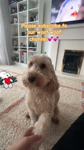 #fortnite #dogbreeds #puppy #cockapoo #cute #pets #cutedog #subscribe