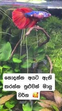 දන්නෙ නැති අයට මේ වීඩියෝ එක 🥰 #aquarium #guppyfish #neontetras #zebrafish #shorts