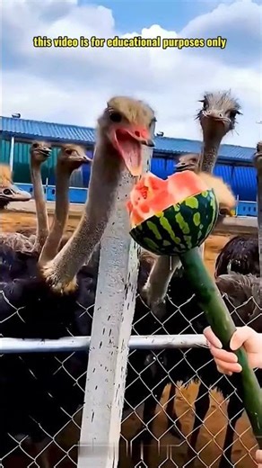 Régime de l’autruche 🪨