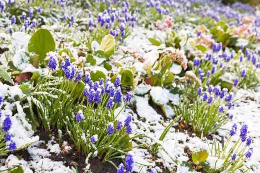 How to Prepare Your Garden for Winter—and Ensure Healthy Blooms Next Growing Season