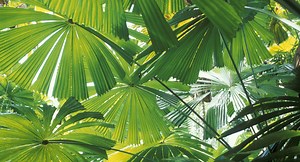 5 fabulous palms to plant