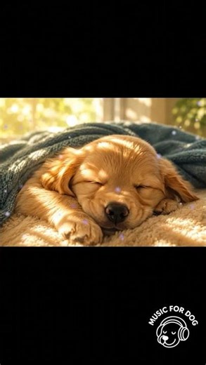 犬が落ち着く音楽｜犬用リラックス-Sleep Music for Dogs 🐶