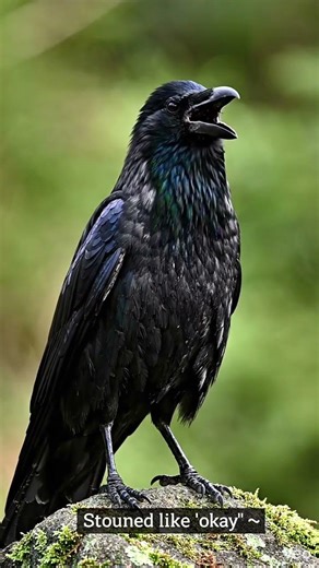 Did This Raven Just Say OKAY? 😳🐦 #birds #birdsong #forestwhispers