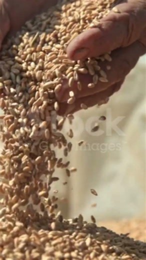 Beauty of the Wheat Grains | #agriculture #farming #beautiful