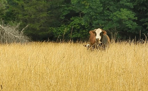 K-State vet helps hundreds earn Beef Quality Assurance certification