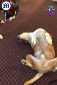This dog deserves an Oscar for its 'playing dead' performance! 😂🐶 😅 | Daily Mail Video