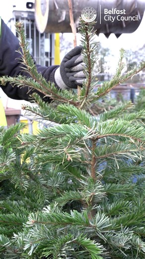 Taking down your Christmas tree? Drop your real tree at any of our four recycling centres – they go into the garden waste containers. Our recycling centres can also help with other festive waste, including: ➡️Batteries ➡️Small electricals ➡️Broken fairy lights ➡️Extra packaging and cardboard Lots of info on our website - just search 'recycling centres'. | Belfast City Council