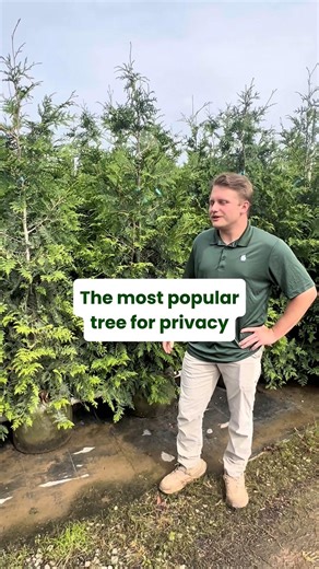 Our most popular tree is the Thuja Green Giant! 🌲 This fast growing evergreen is perfect for creating a natural privacy screen for your yard. Click the link in our bio to get trees delivered. 🌲📦 #privacytrees #landscaping #privacyhedge #thujagreengiant #fastgrowingtrees | Fast Growing Trees