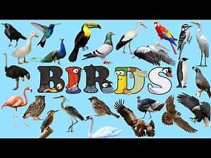 Learn to Spell Birds with Alphabetimals | Birds flashcards | English Vocabulary words