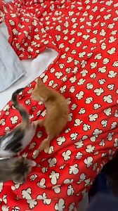 222K views · 3.6K reactions | In the middle of the crowded street no one cares about the cat #rescue #rescueanimals #animalsoftiktok #fyp #animal #cat #kitten | Animal Shelter U.S | Facebook