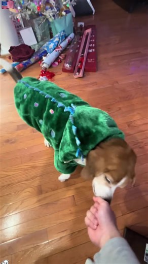 Funny Dogs Eating: Hilarious Moments Captured