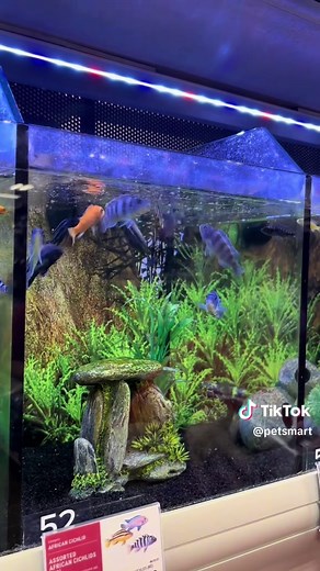 Join the Fun at PetSmart's Feed the Fish Event!