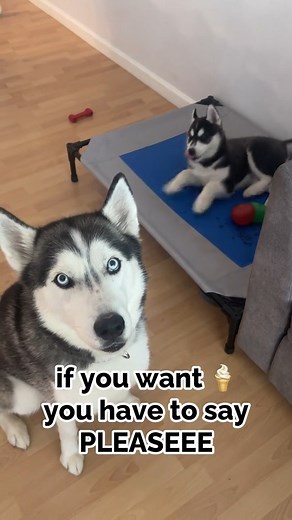 teaching lil bro how to say please and thank you 🍦 #dogs #pets #huskies #huskylife #talkinghusky #talkingdog | The Husky Moon