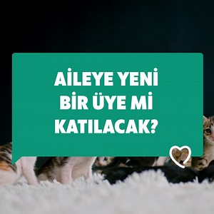 165K views · 498 reactions | Eve yeni minik bir dost getirmek çok heyecanlı bir deneyim!  Tabi ki bir çok sorumluluğu da beraberinde getiriyor. Bir kedi edinmeden önce nelere dikkat etmek gerekir - bazı önerilerimiz var  #Sanicat | Sanicat | Facebook