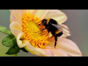 Bumblebees: Fuzzy Giants of the Bee World