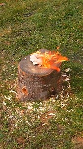 Possibly easy way to remove a tree stump | Creative Bee