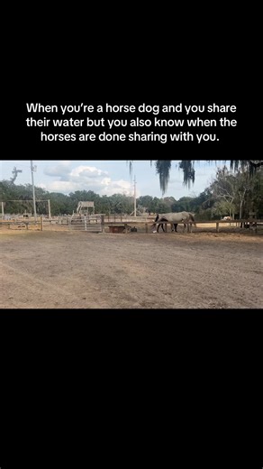 The Special Bond Between Horses and Dogs