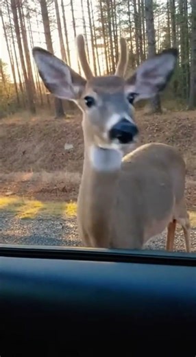 Deer’s Mirror Surprise – 9:16 Forest Encounter