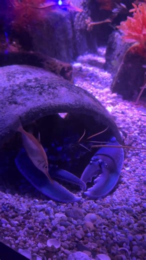 Lobsters of the Reef: Life Among the Shimmering Fish