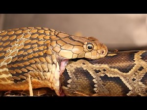 PYTHON EATS RABBIT, KING COBRA EATS PYTHON