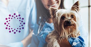 Internal medicine - AURA Veterinary