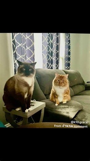 #g7cats #catsoftiktok #siamesecat #gingercat #fyp | cats