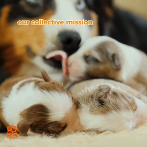 Our collective mission is to raise the bar for animal husbandry. Our owners form lasting relations with breeders, improve transparency and work with them to enhance and improve the standards for their pets. Learn more about our standard of care online at https://tinyurl.com/mwn3xrm6 | Petland Topeka