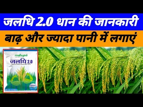 जलधि 2.0 धान की पूरी जानकारी | जलधि 2.0 धान की विशेषताएं | Jaladhi 2.0 paddy veriety | Dhan ki kisme