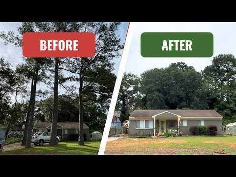 How Do They Remove Huge Trees Like This?