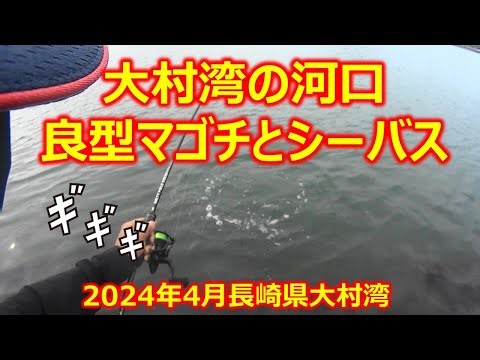 大村湾の河口で良型マゴチとシーバスが釣れる 2024年4月大村湾