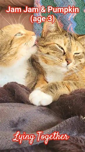 2026 Jam Jam & Pumpkin Cuddling #shorts #cats #cuddles