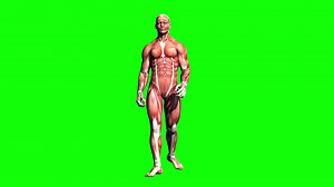 3 D Human Body Muscular System Model Walking Stock Motion Graphics SBV-349227225 - Storyblocks