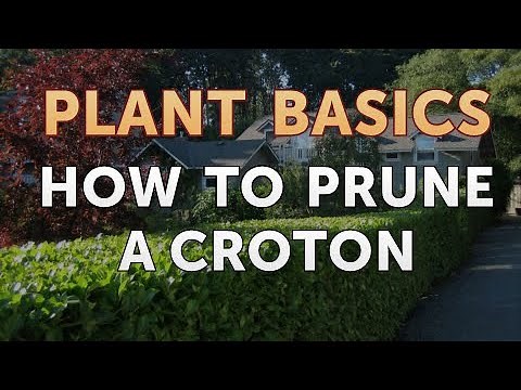 How to Prune a Croton