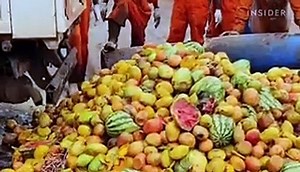 Fly larvae eat food waste and can be turned into animal feed — and it's a trend that's catching on a