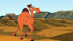 How are camels adapted to live in the desert?
