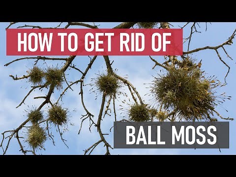 How to Get Rid of Ball Moss [DIY Weed Management]