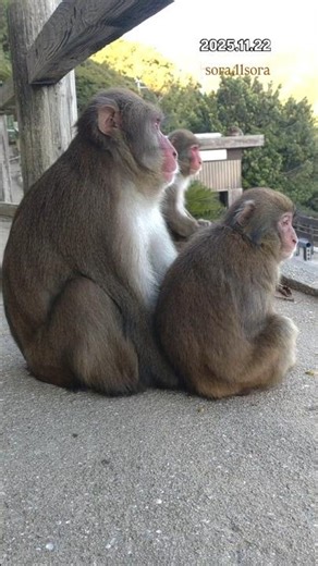 オス🐒さんに甘えてる❣️と思ったけど🤭2025.11.17 #淡路島モンキーセンター #awajishimamonkeycenter #babymonkey #cute